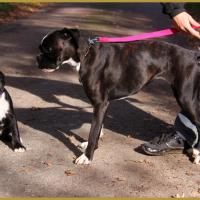 Lwillow et Junes,  départ 08.11.15