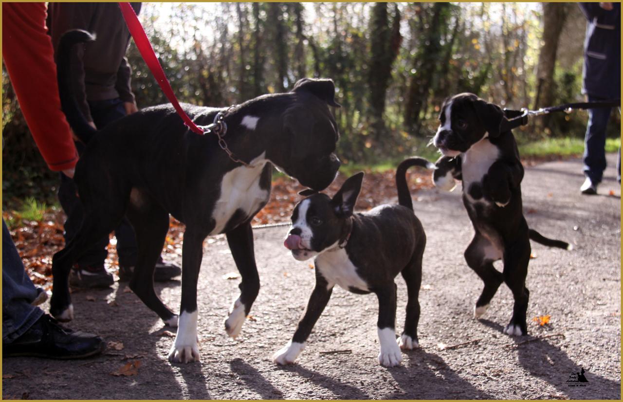 Lwillow, Lizzie et Junes,  départ 08.11.15