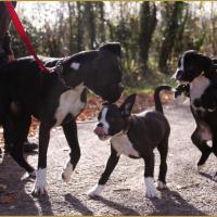 Lwillow, Lizzie et Junes,  départ 08.11.15