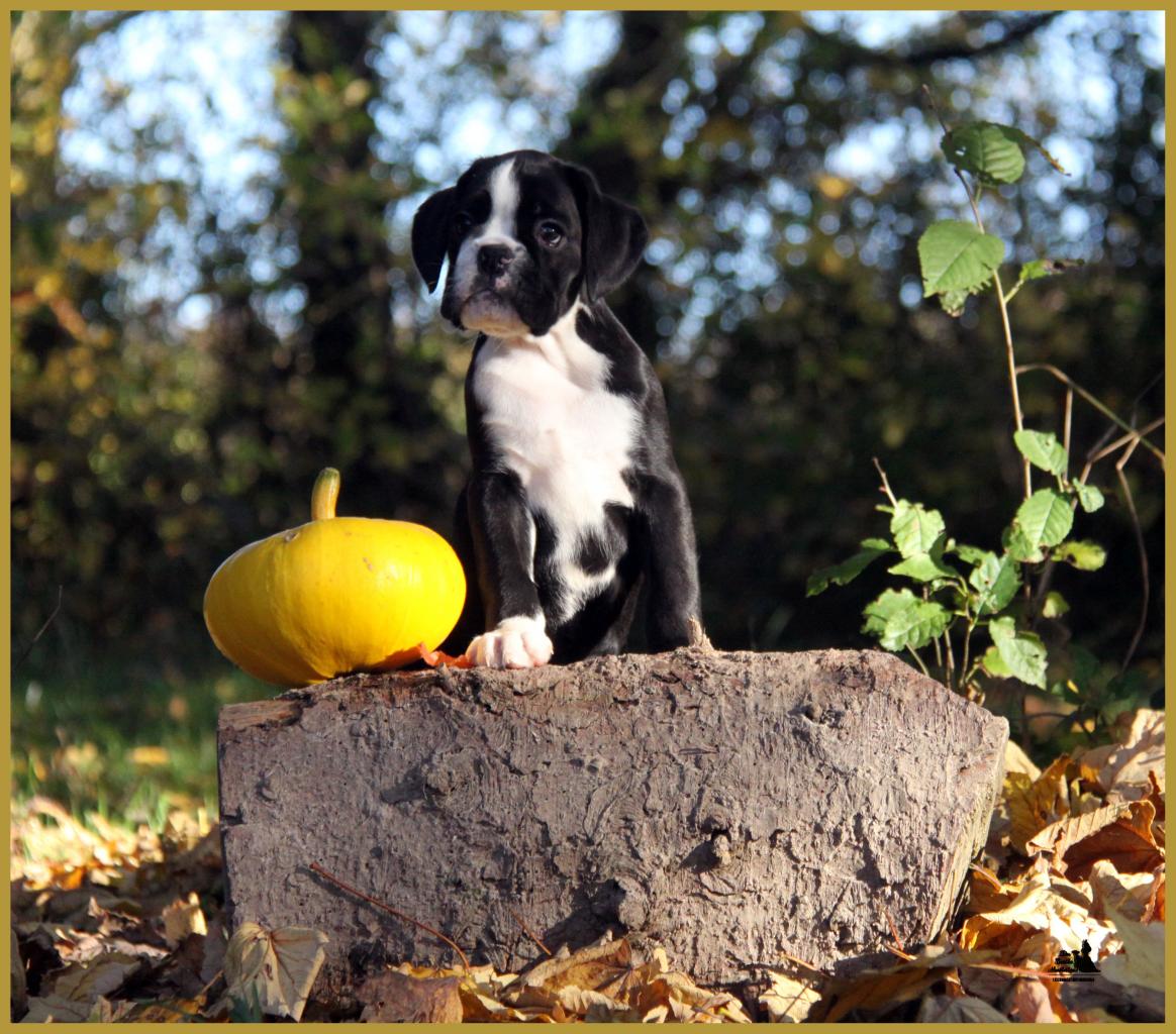  Lwillow, un jour d'automne  31.10.15