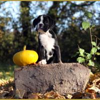  Lwillow, un jour d'automne  31.10.15