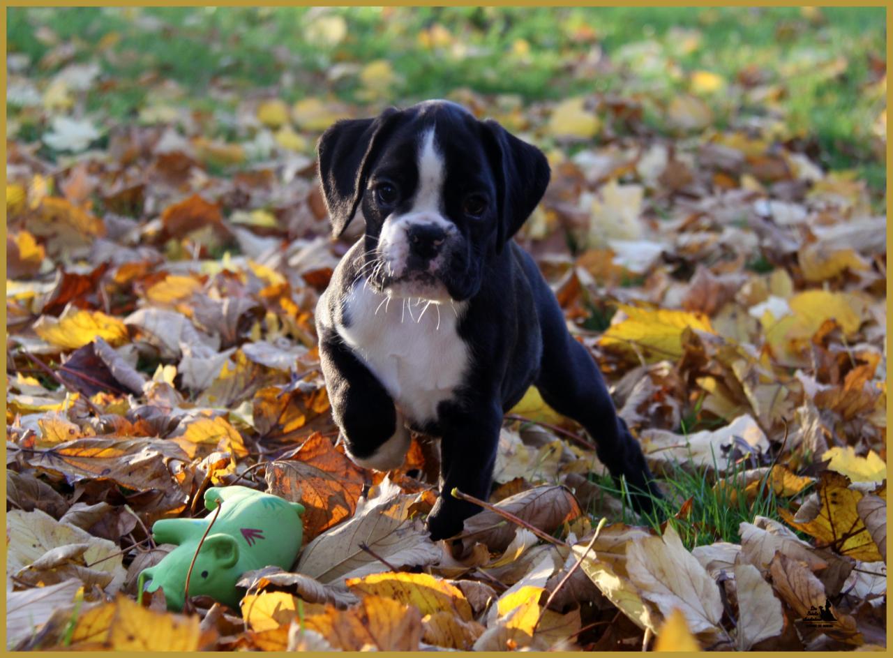  Lwillow, un jour d'automne  31.10.15