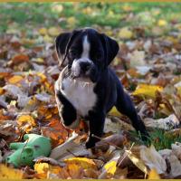  Lwillow, un jour d'automne  31.10.15