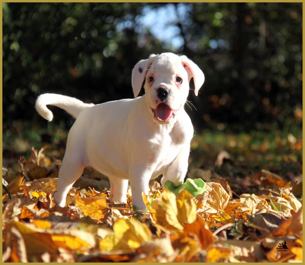  Lyla, un jour d'automne  31.10.15