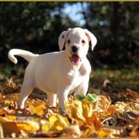  Lyla, un jour d'automne  31.10.15