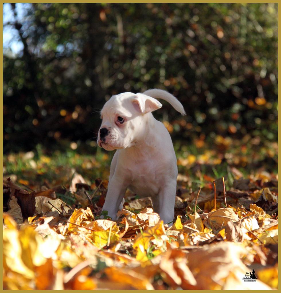  Lyla, un jour d'automne  31.10.15