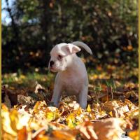  Lyla, un jour d'automne  31.10.15