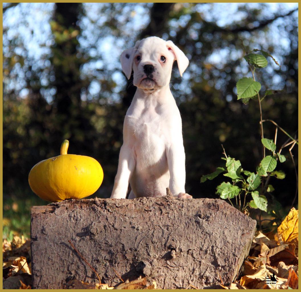  Lyla, un jour d'automne  31.10.15