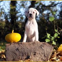  Lyla, un jour d'automne  31.10.15