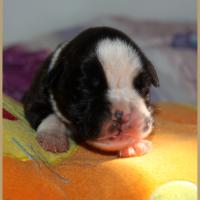 Pancho, 8 jours 