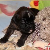 Patton, 15 jours