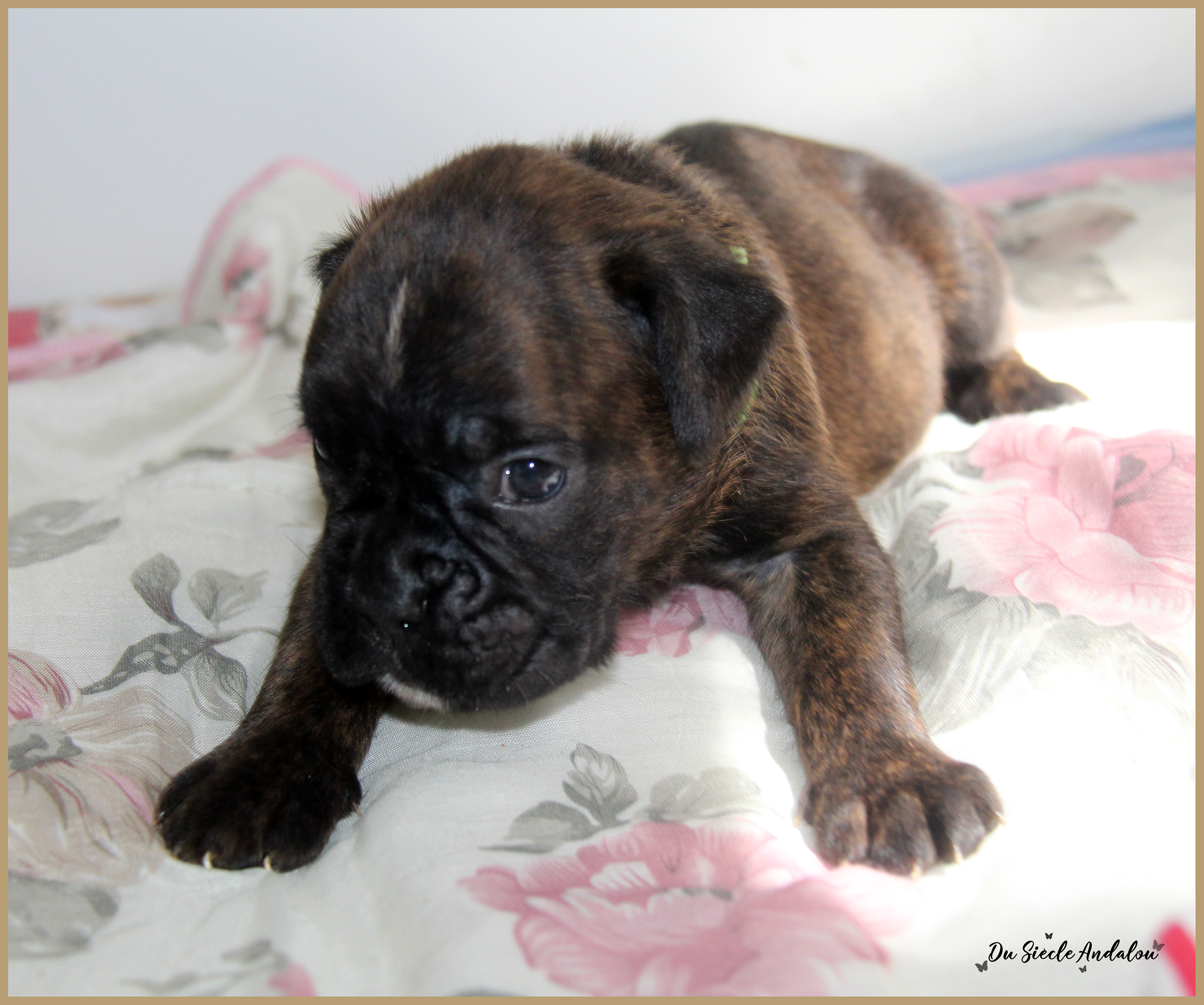 Patton, 26 jours