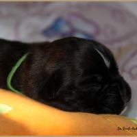 Patton, 8 jours 