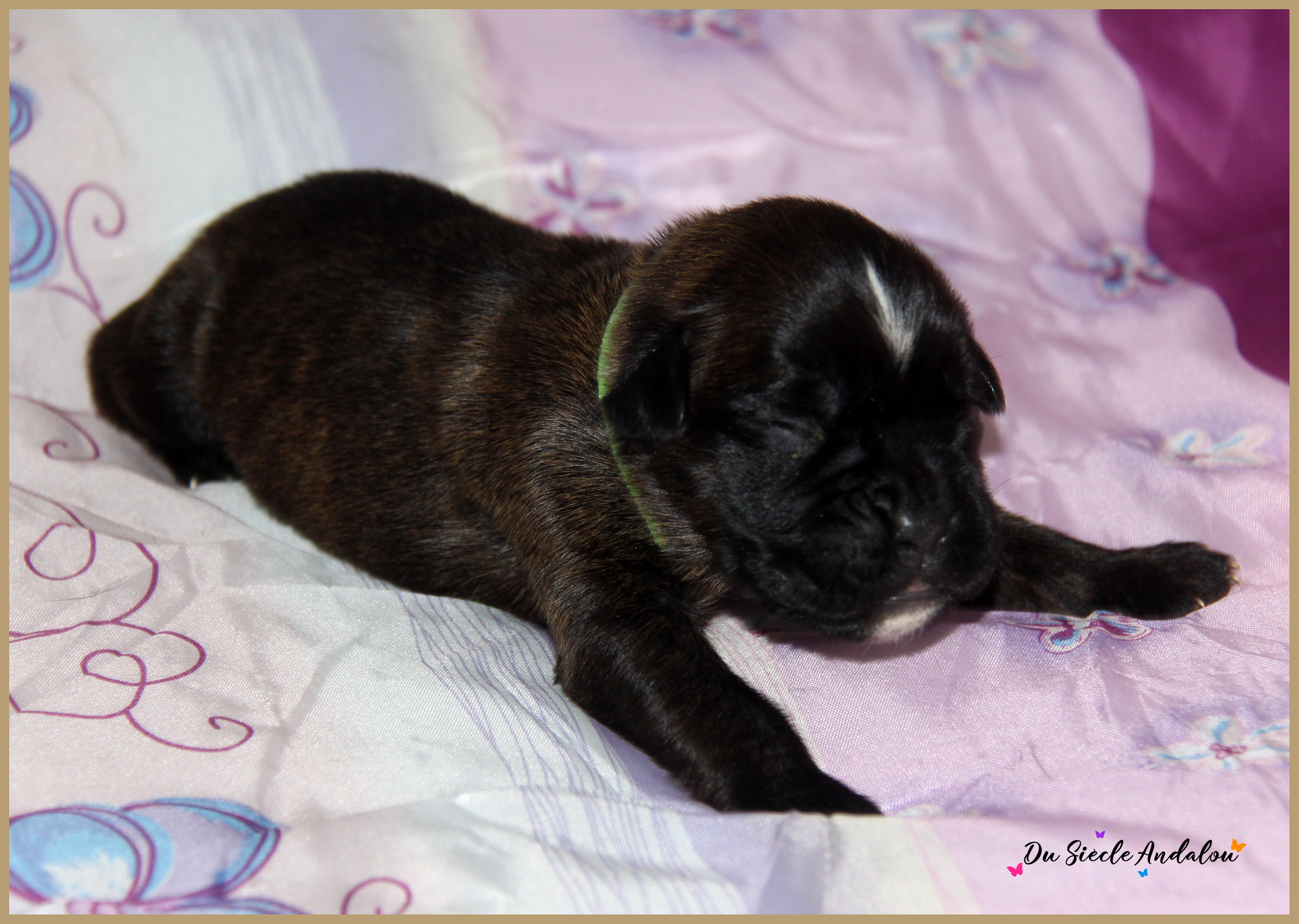 Patton, 8 jours 