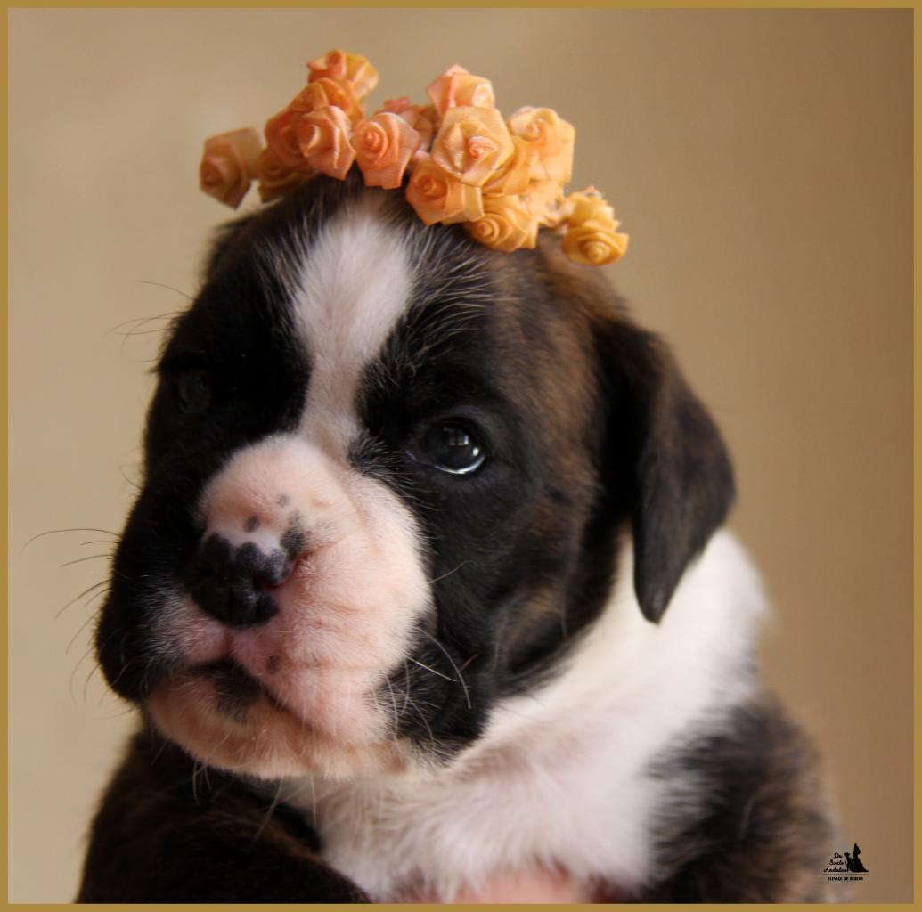 MaDalton (Macarena), 25 jours 