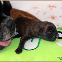 Orion,  premier jour