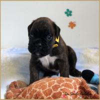 Orion, 24 jours 07.08.18