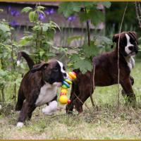 Mambo et MaDalton, 15.05.16  