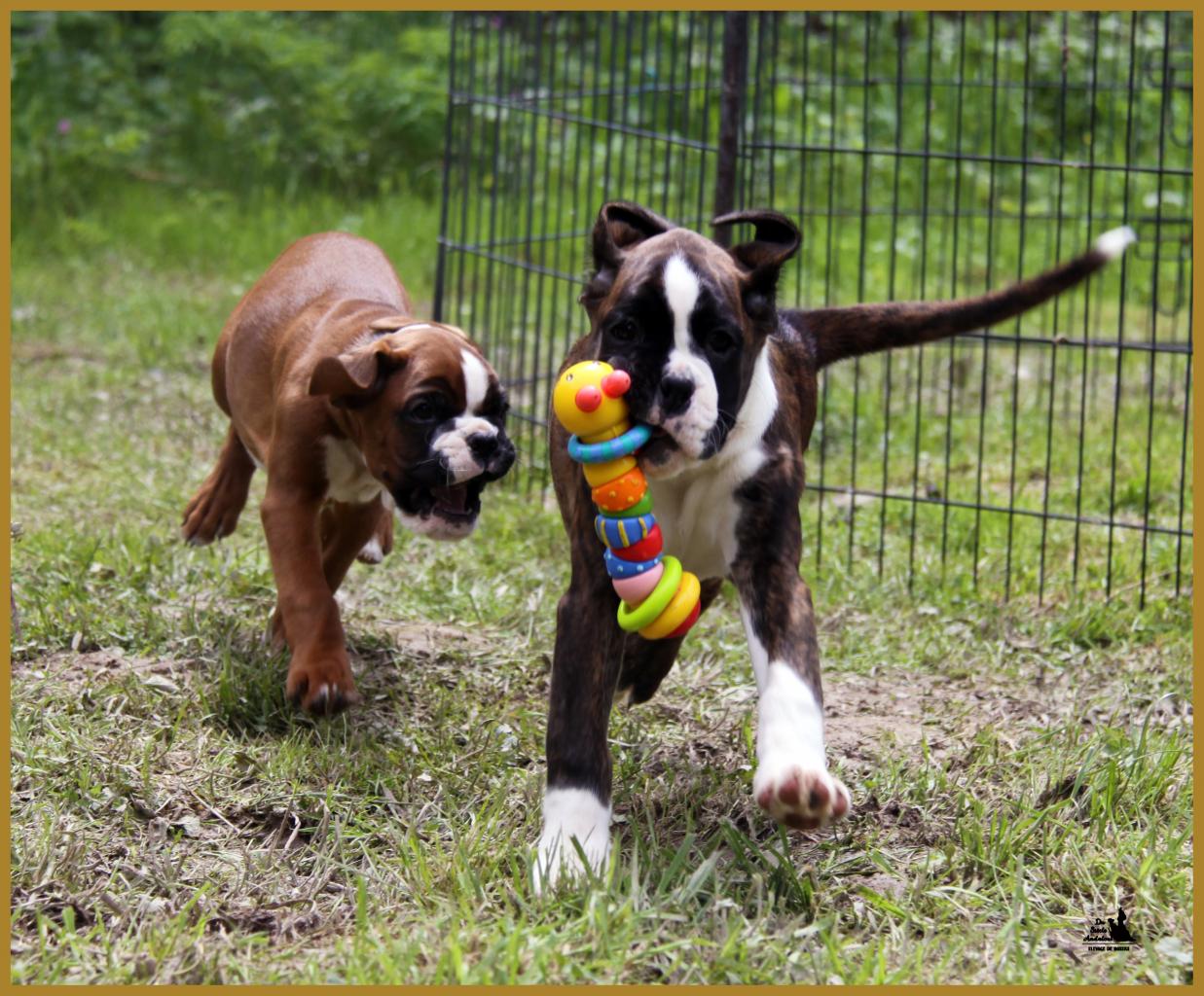 Mango et MaDalton, 15.05.16  