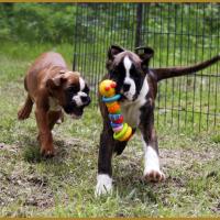 Mango et MaDalton, 15.05.16  