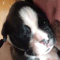 Rolex et Manu 19 jours