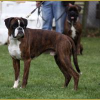 Azzaro, Marcoussis 18.10.15  