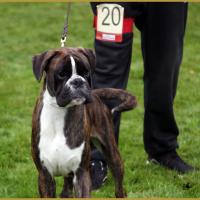 Jerico,  Marcoussis 18.10.15