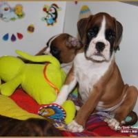 Nais 51 jours  25.01.18 2326