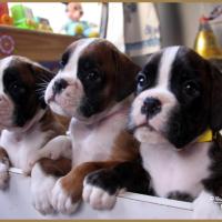 Nais, Nyl et Nidia 43 jours