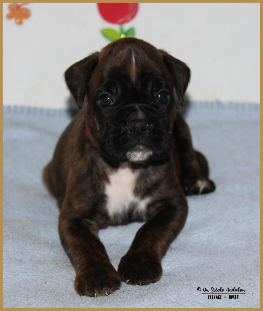 Nala 32 J 30.05.17  9047