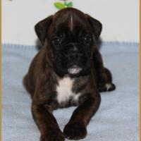 Nala 32 J 30.05.17  9047