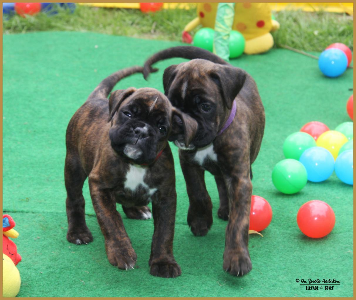 Nala & Nino, 38 jours