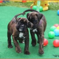 Nala & Nino, 38 jours