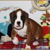 Nanoi 51 jours  25.01.18 2153