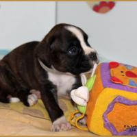 Narko 33 j 31.05.17 9353