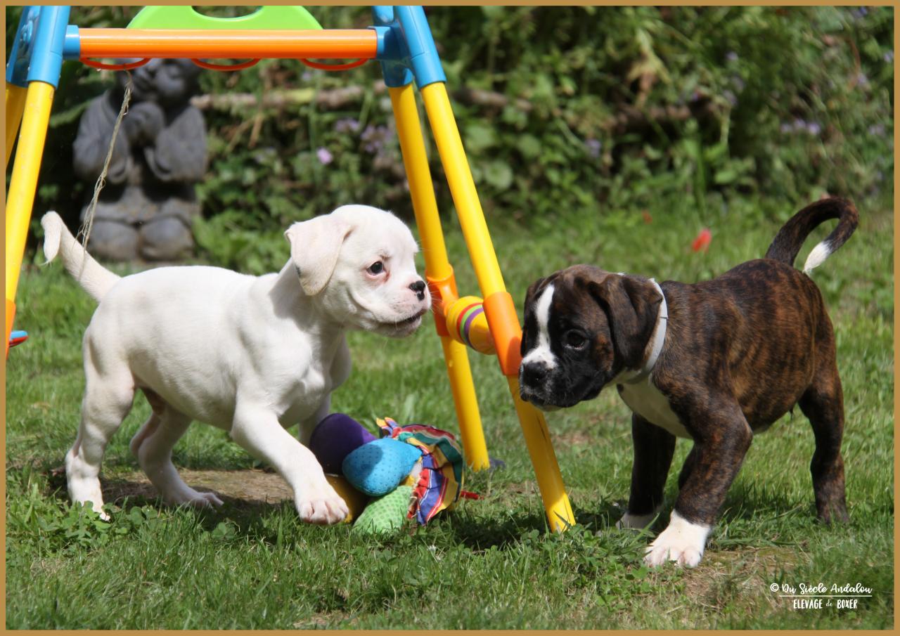 Nelson & Narko, 60 jours