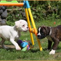 Nelson & Narko, 60 jours