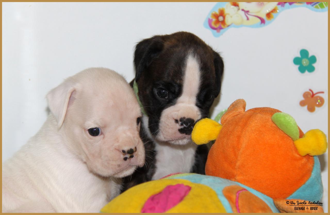 Nelson & Newton, 33 jours