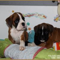 Nemo &  Nyl 51 jours  