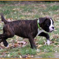 Newton 61 j 28.06.17  2109