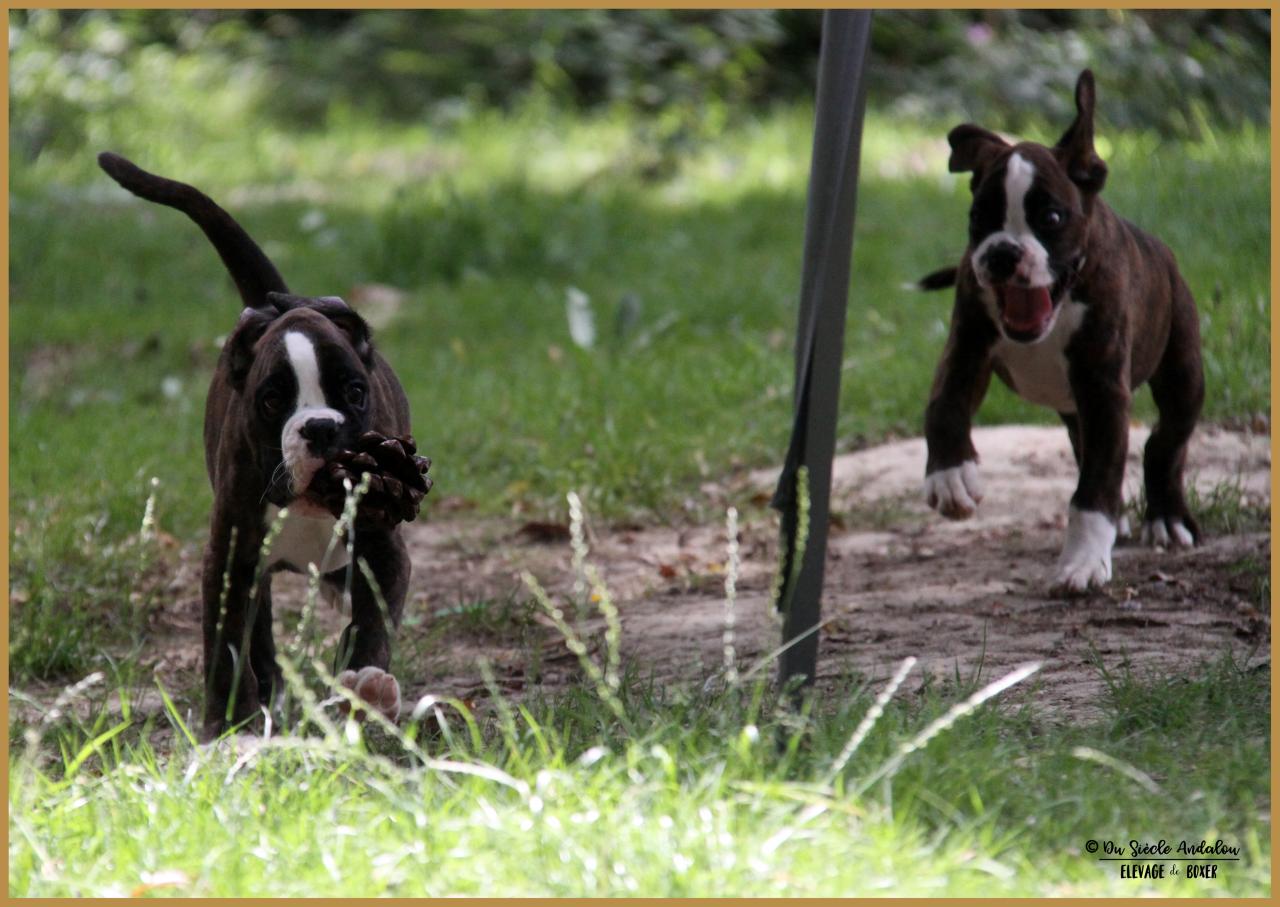 Newton & Nuts, 71 jours