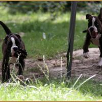 Newton & Nuts, 71 jours