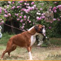 Nidia du Siècle Andalou