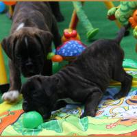 Nilho & Nala,  48 jours