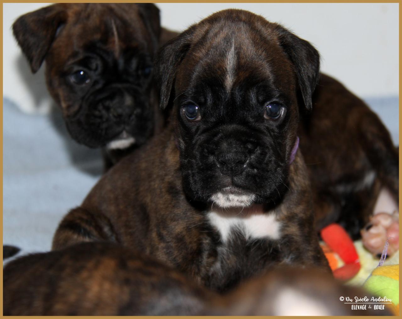 Nino & Nala,  32 jours