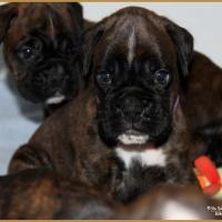 Nino & Nala,  32 jours