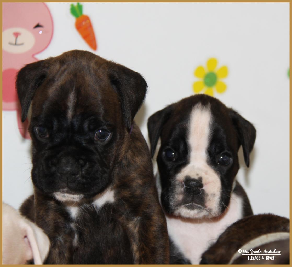 Nino & Nox,  33 jours