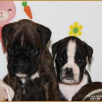 Nino & Nox,  33 jours