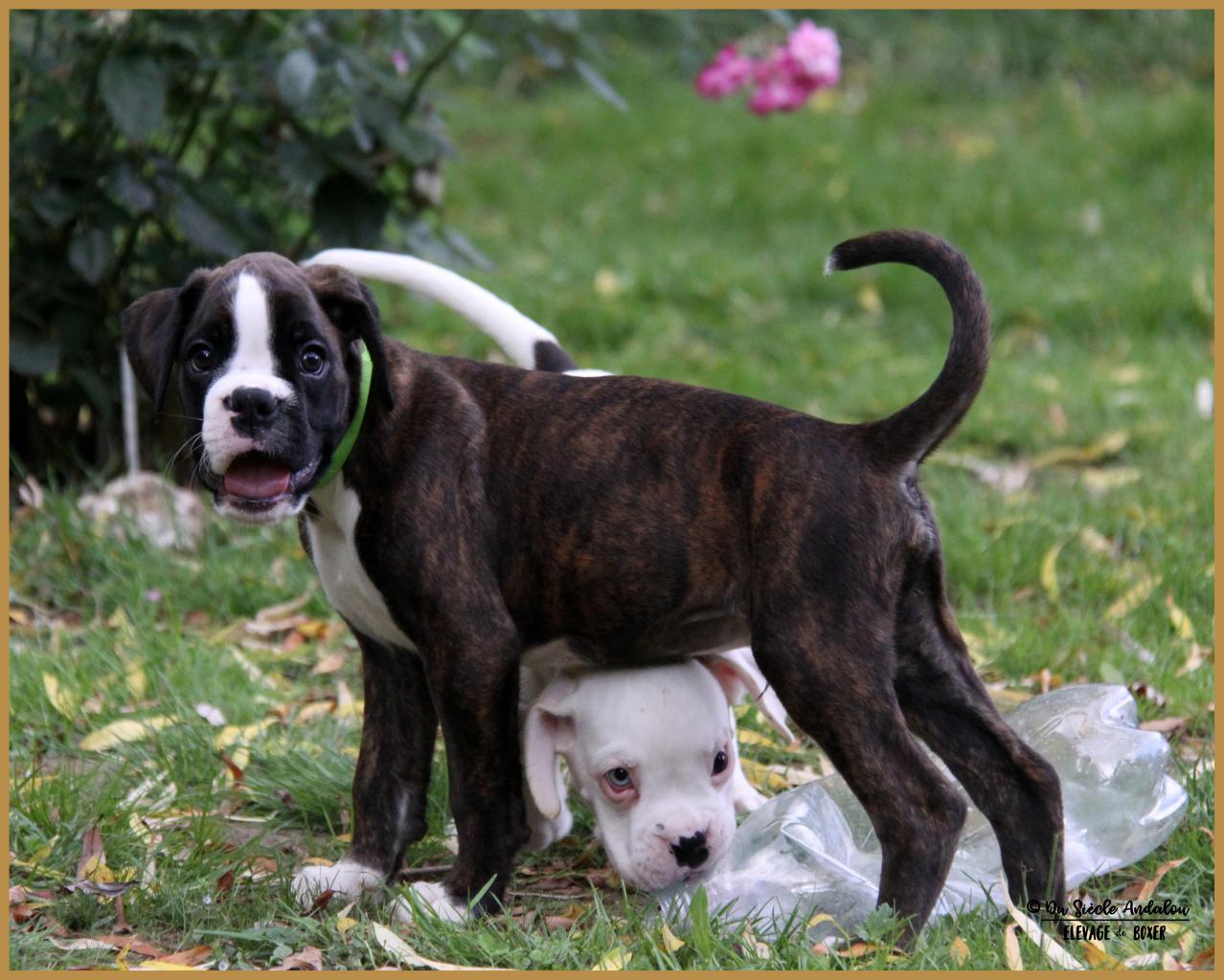 N'Loki & Newton, 61 jours