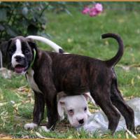 N'Loki & Newton, 61 jours